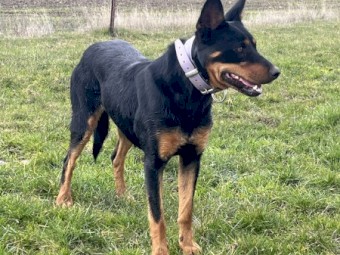 Pure bred female Kelpie