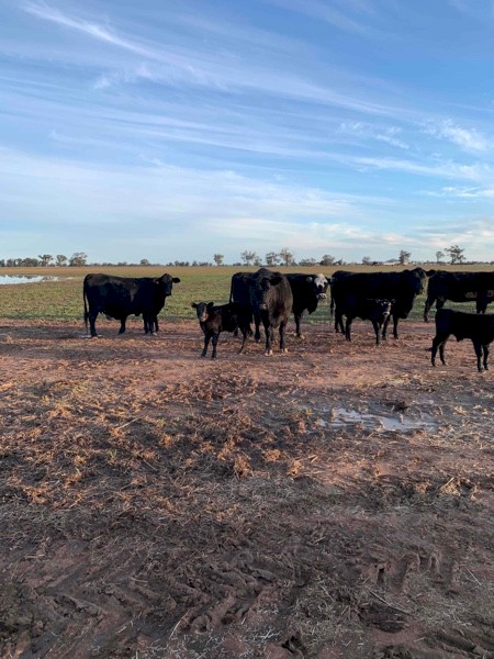 Angus x Black Baldy Cows and Calves