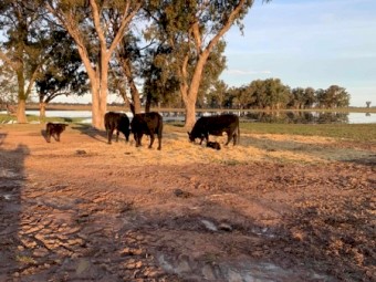 Angus x Black Baldy Cows and Calves