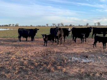 Angus x Black Baldy Cows and Calves