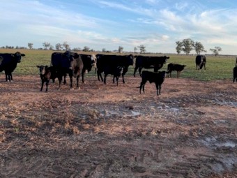 Angus x Black Baldy Cows and Calves
