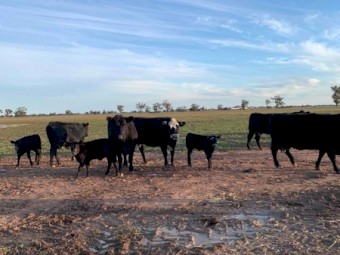 Angus x Black Baldy Cows and Calves