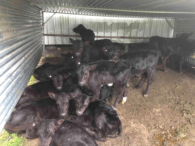 15 Angus Cross Calves Farm Tender