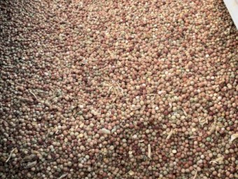 15mt Field Peas