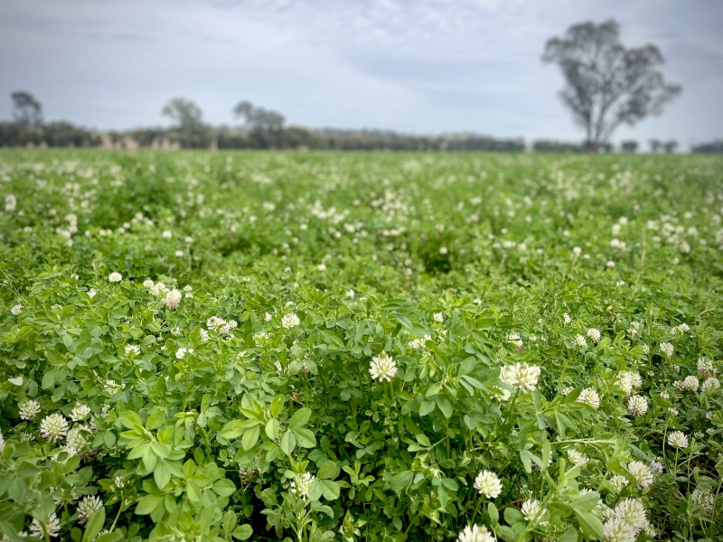 Lucerne Clover Hay