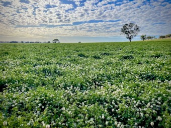 Lucerne Clover Hay