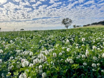 Lucerne Clover Hay