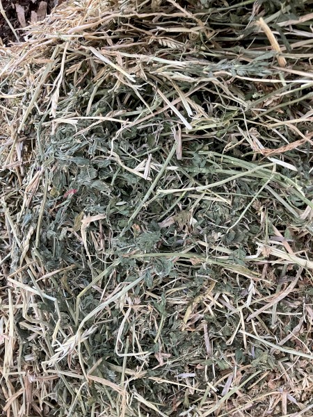 Lucerne and barley hay Dec 2022 biodynamic grown 