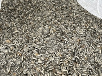 Grey Striped Sunflower