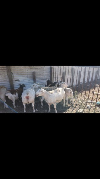 19 x Dorper Ewes