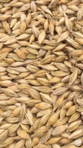 WANTED BAR1 Feed Barley