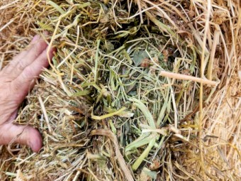 Clover/Rye Grass Hay 8x4x3 245 Tonne Available