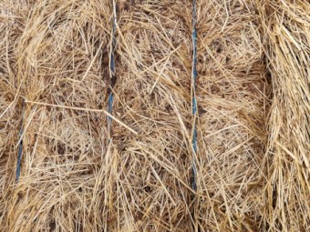 Clover/Rye Grass Hay 8x4x3 245 Tonne Available