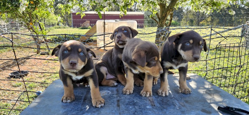 Purebred Kelpie pups . Red and Tan