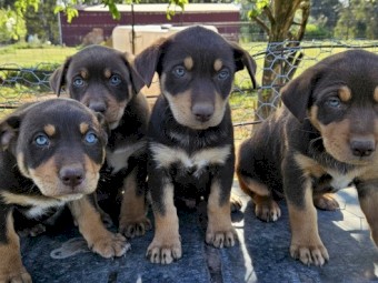 Purebred Kelpie pups . Red and Tan