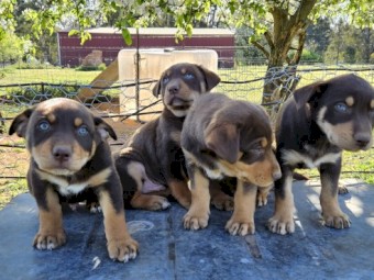 Purebred Kelpie pups . Red and Tan