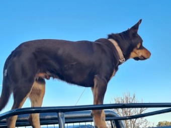 Purebred Kelpie pups . Red and Tan