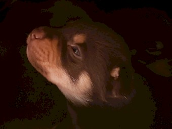 Purebred Kelpie pups . Red and Tan