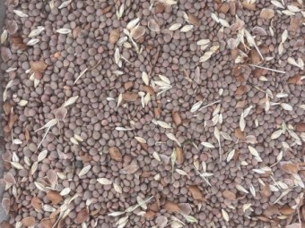 90mt Hurricane Lentils