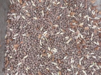 90mt Hurricane Lentils