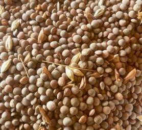90mt Hurricane Lentils