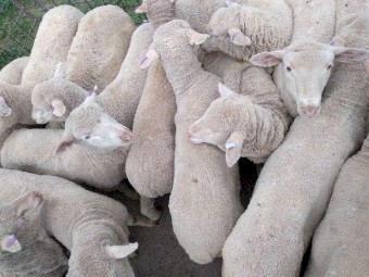 29 Xb Lambs