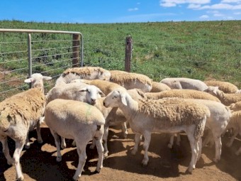 Australia White Ewe lambs and Ram lambs