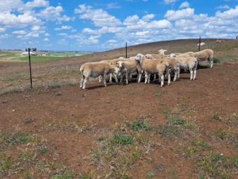 Australia White Ewe lambs and Ram lambs
