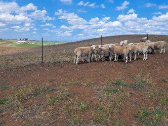 Australia White Ewe lambs and Ram lambs