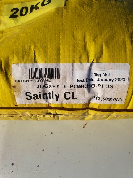 SAINTLY CL CANOLA SEED