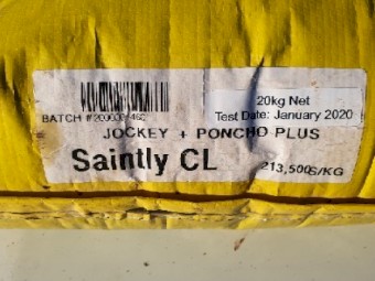 SAINTLY CL CANOLA SEED