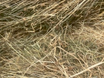 136 x Grass Hay 5x4 Rolls