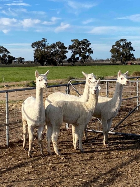 5 Alpacas for sale