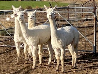 5 Alpacas for sale