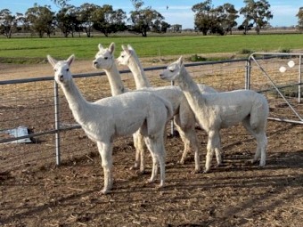 5 Alpacas for sale