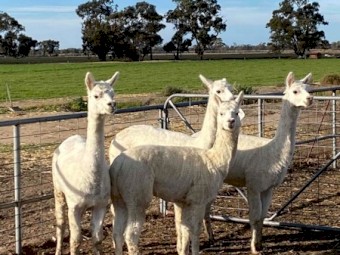 5 Alpacas for sale
