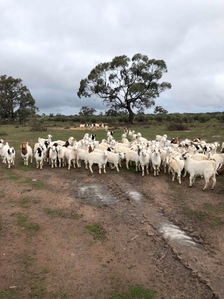 Maiden 1st x Boer Does