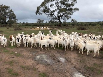 Maiden 1st x Boer Does