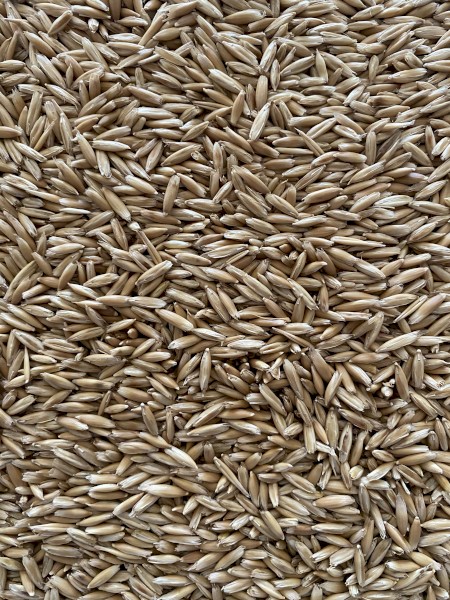 Hay Oat Seed - Cleaned