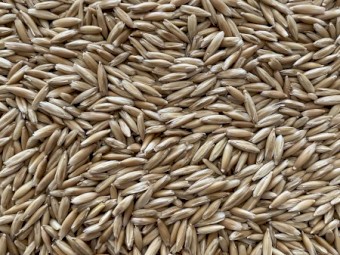 Hay Oat Seed - Cleaned