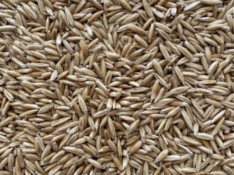 Hay Oat Seed - Cleaned