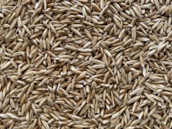 Hay Oat Seed - Cleaned