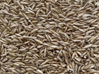 Hay Oat Seed - Cleaned