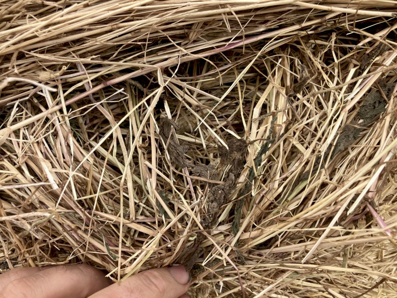 Pasture hay 8x4x3 squares