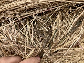 Pasture hay 8x4x3 squares