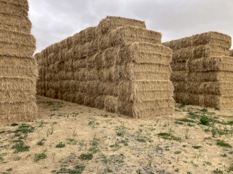 Pasture hay 8x4x3 squares