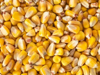 Corn with High Moisture 18-19%