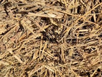 250 x Grassy Round Bales