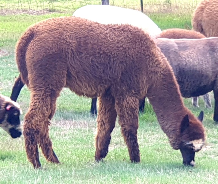 2 Female Alpacas