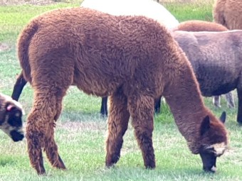 2 female alpacas 
